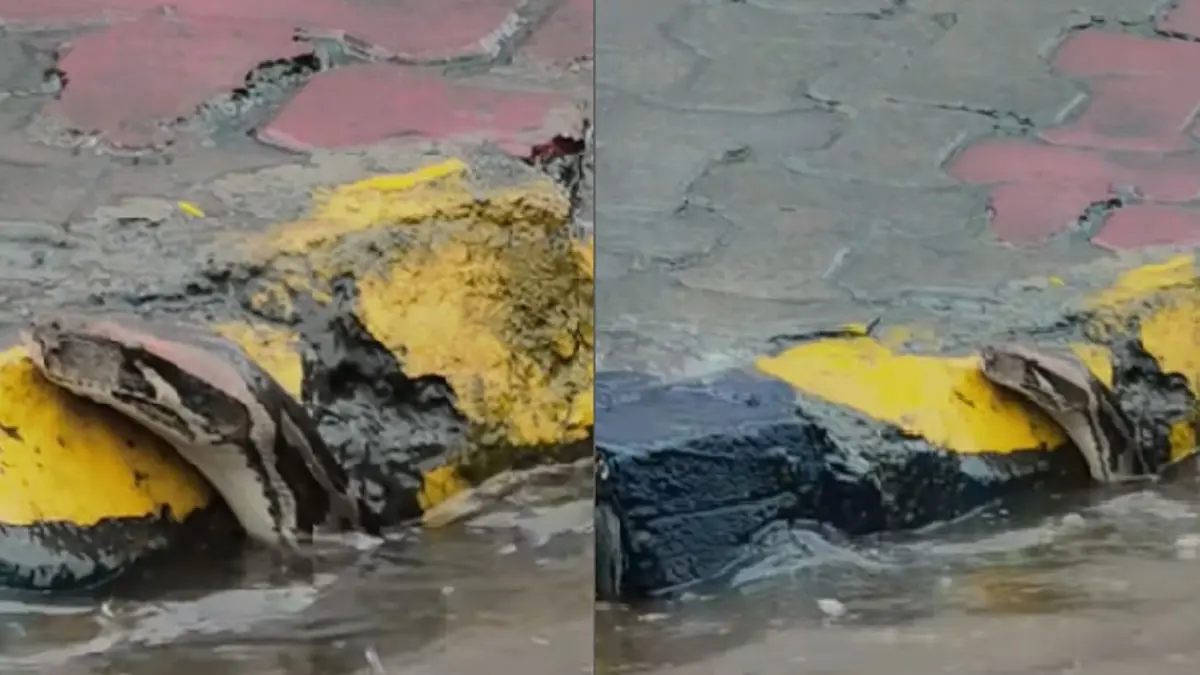 Python seen swimming in waterlogged Navi Mumbai road during monsoon, viral snake video captures public reaction.