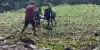 VIDEO: Bravado! IAF Rescues Critically Injured Cops As Chopper Lands at Narcondam Island The volcanic island, known for its rugged terrain and isolation, presented challenges to the rescue team.