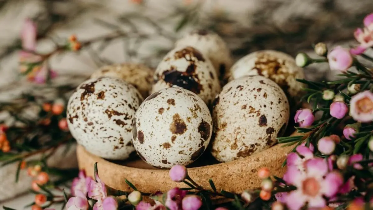 Quail Eggs.