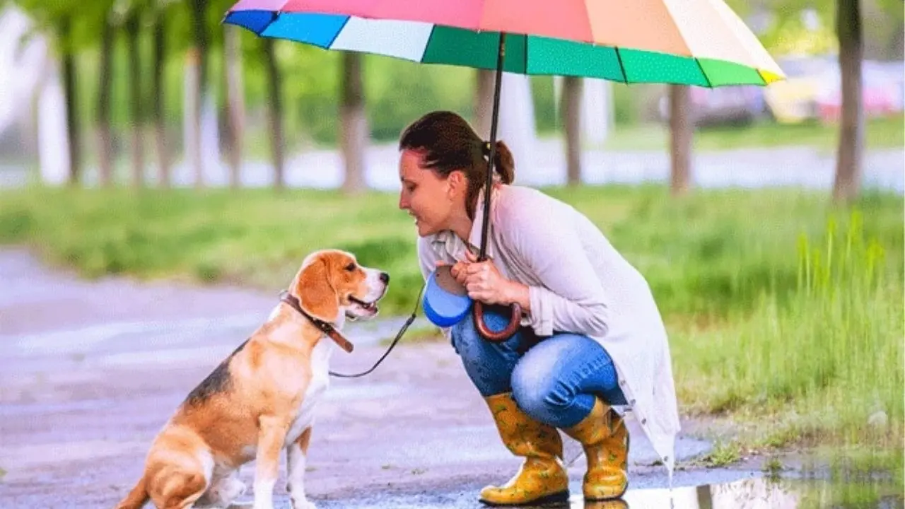 Raincoats, Paw Cleaners To Car Seat Cover: 7 Monsoon Must-Haves For Your Pet's Safety