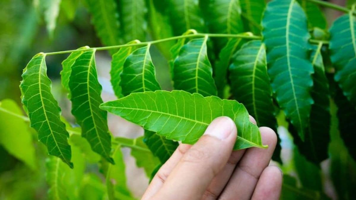 Description of the pic