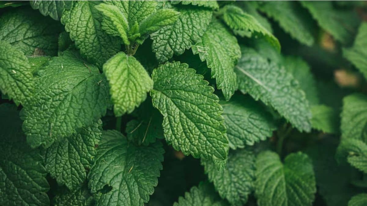 Description of the pic