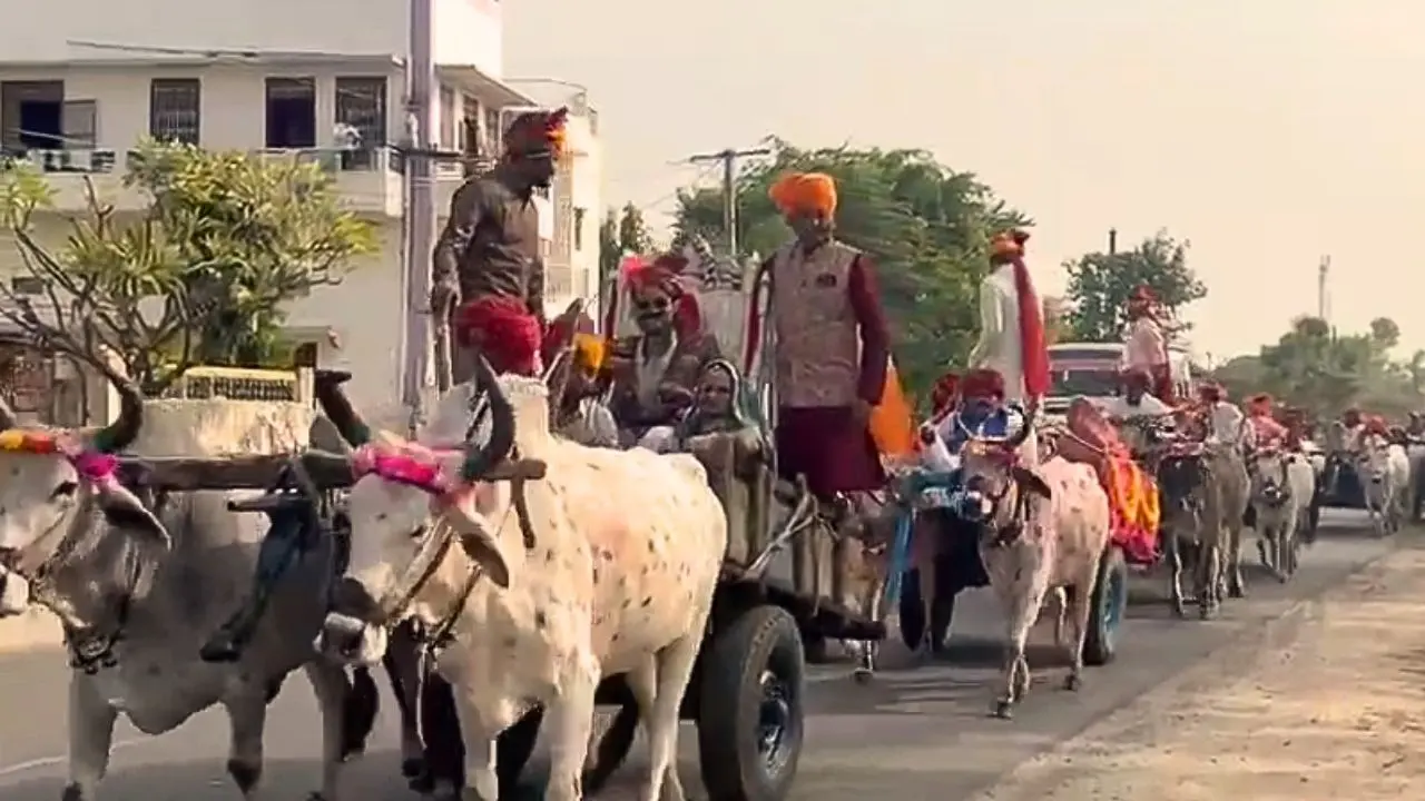 Rajasthan traditional marriage Video
