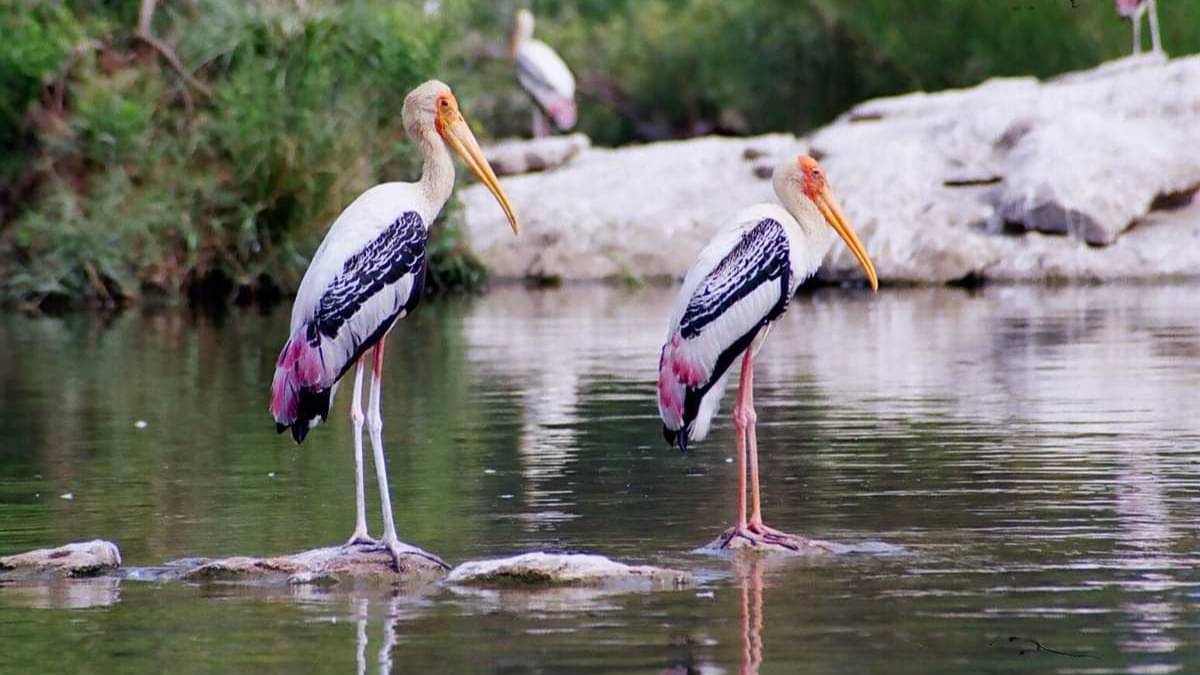 Description of the pic