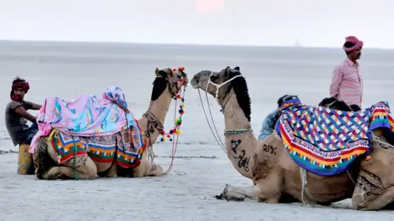 Description of the pic