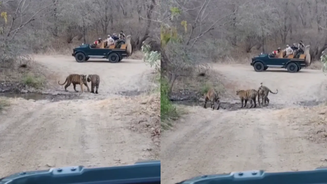 Ranthambore National Park Viral Video