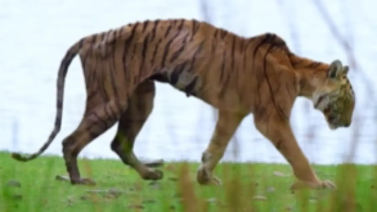 Last Walk of the Legend: Ranthambore's Graceful Tigress, 'Arrowhead' Dies of Bone Cancer | Watch Ranthambore's Arrowhead Tigress dies of bone cancer