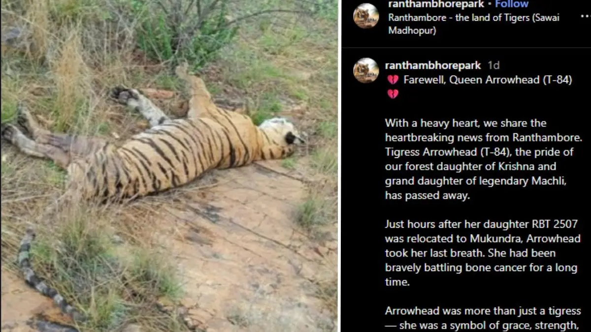 Ranthambore’s Famous Tigress 'Arrowhead' Dies of Bone Cancer Hours After Daughter Moved to New Forest Ranthambore’s Famous Tigress 'Arrowhead' Dies of Bone Cancer Hours After Daughter Moved to New Forest