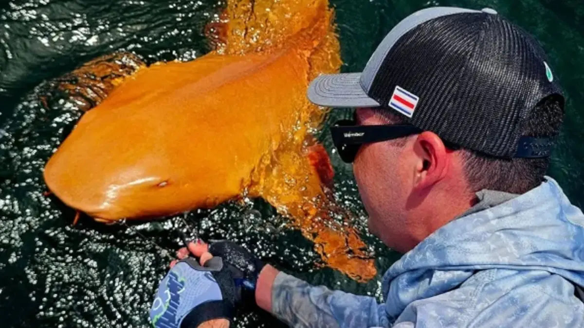 Rare Bright Orange Shark With White Eyes Spotted In Costa Rica