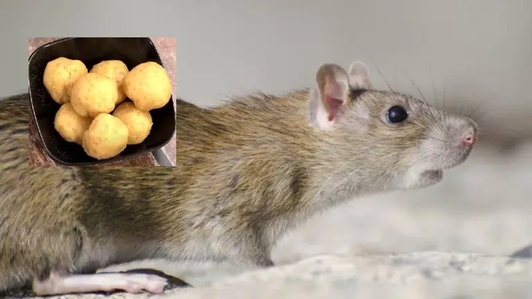 Rat Removal Unique Tips: घर में चूहों का है आतंक? पहले दीजिए दावत, फिर 2 रुपये की गोली से पूरा कुनबा साफ, VIDEO Rat Removal Tips