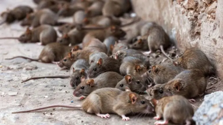 Rat Removal Tips: घर में चूहों से हैं परेशान लेकिन मारना नहीं चाहते? अपनाएं ये घरेलू नुस्खा, भागेंगे 300 मीटर दूर Rat Removal Tips