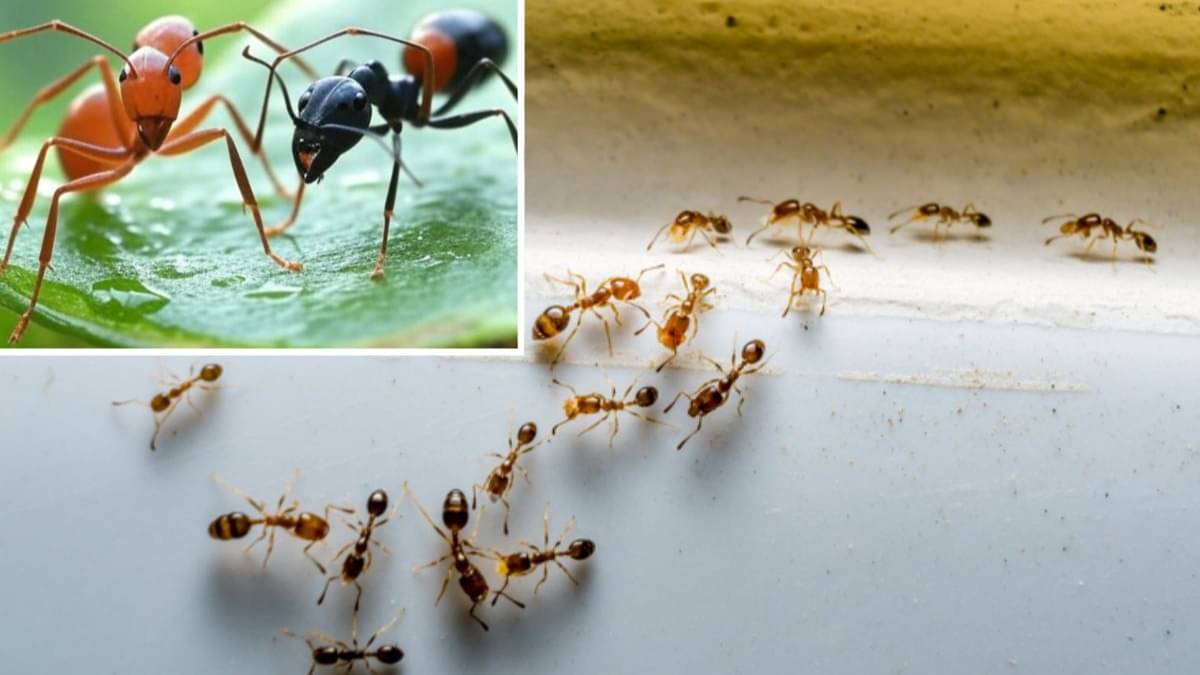 बारिश का मौसम और घर में दिख रहीं लाल-काली चीटियां? इन 4 आसान ट्रिक्स से  मिनटों में करें गायब, असरदार नुस्खे | Republic Bharat