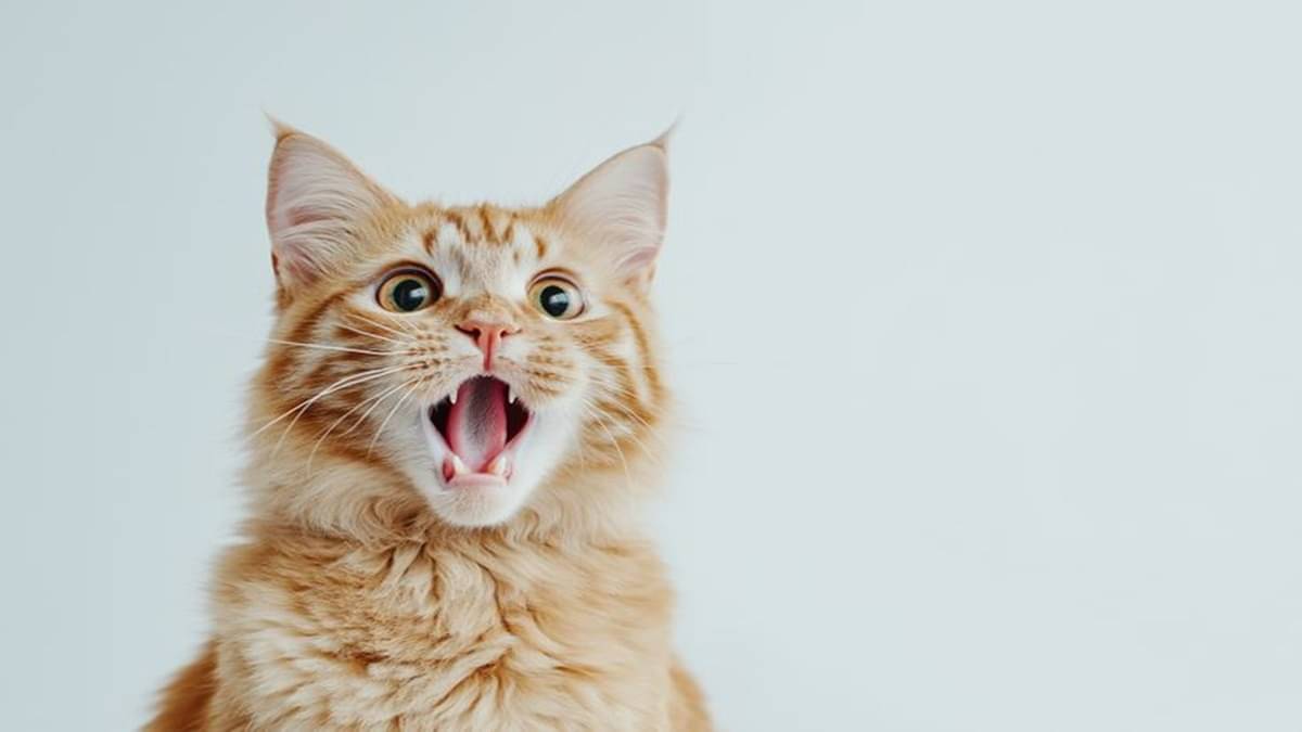 Representation of cat photo 