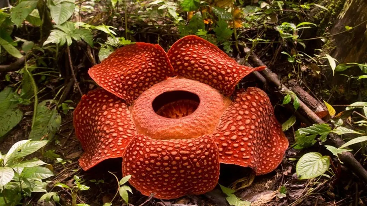 Nature's Rare Wonders: Know About These Seven Flowers That Only Bloom Once in Their Lifetime Representation of photo