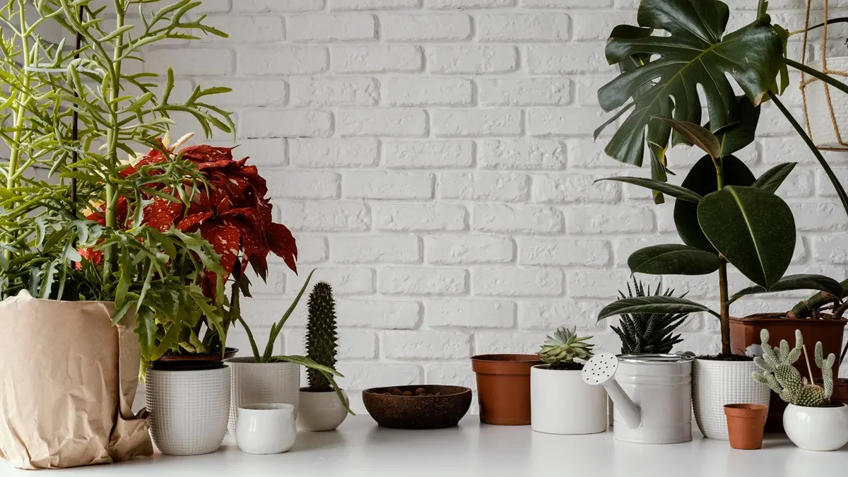 Save Your Houseplants from Dying: 5 Things To Do Before It's Too Late Representation of photo