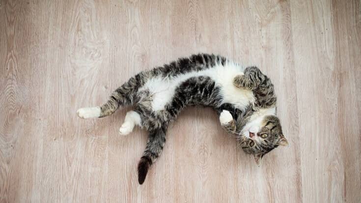 Description of the pic