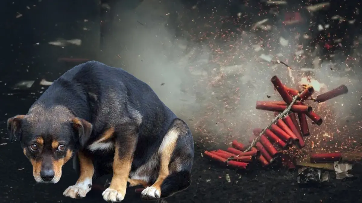 Representation of photo