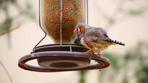 Representative image of Bird Feeder