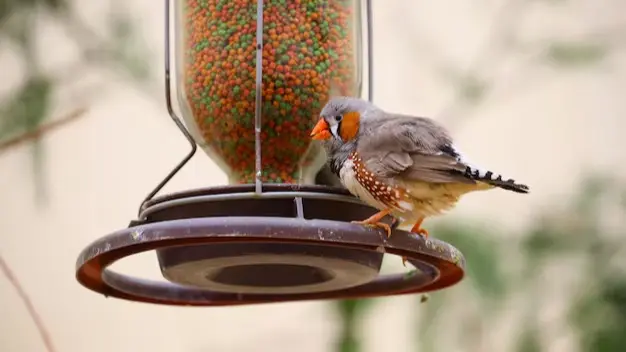 Representative image of Bird Feeder