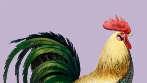 Description of the pic