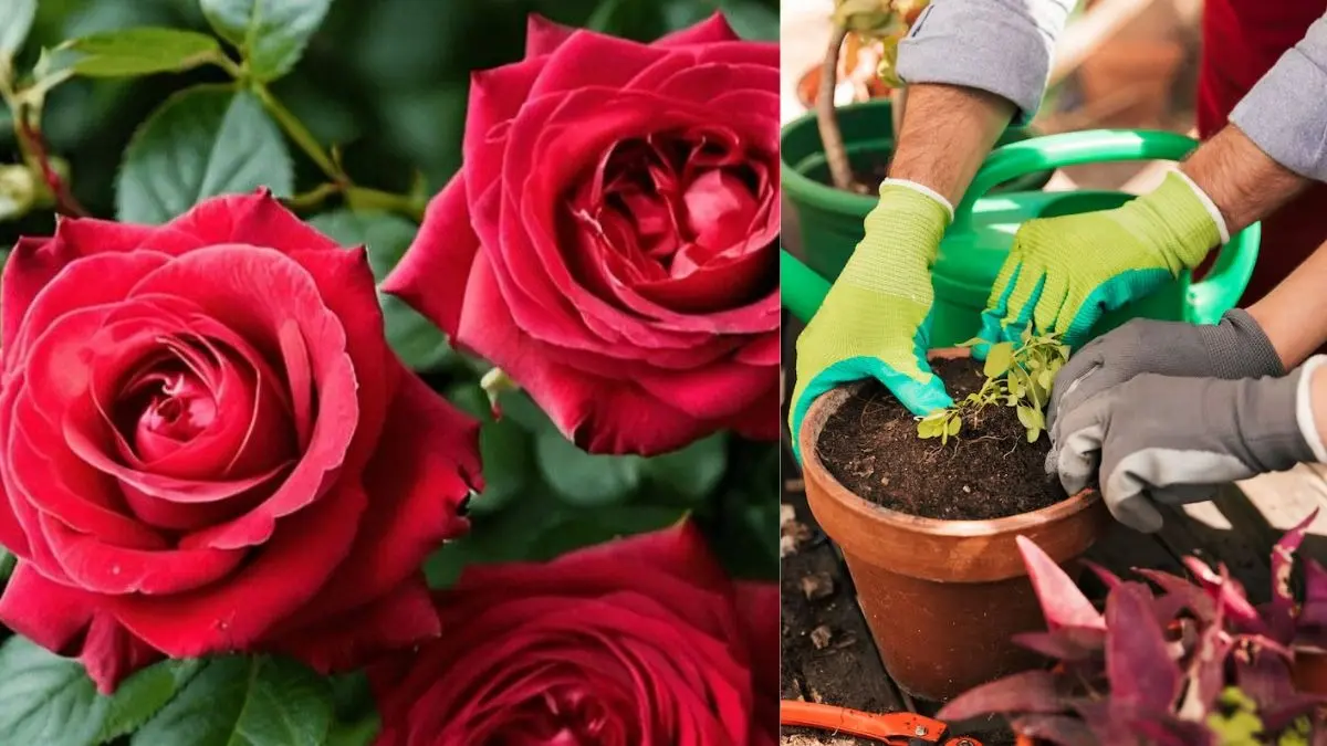 rose gardening tips gulab ke paudhe mein phool nahin aane par kya karen