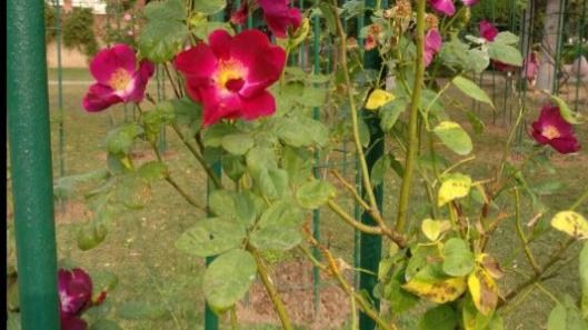 Chandigarh Rose Garden