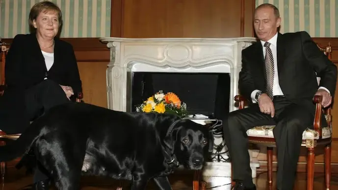 'Angela, Please Forgive Me…': Putin Apologizes to Ex-German Chancellor Merkel for Dog Incident Russian President Vladimir Putin has denied allegations that he intentionally used his black Labrador, Koni, to frighten German Chancellor Angela Merkel.