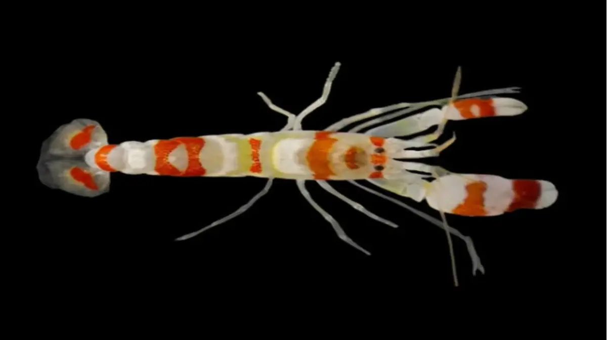 Pistol Shrimp Fires Bubbles as Hot as the Sun, Louder Than a Gunshot