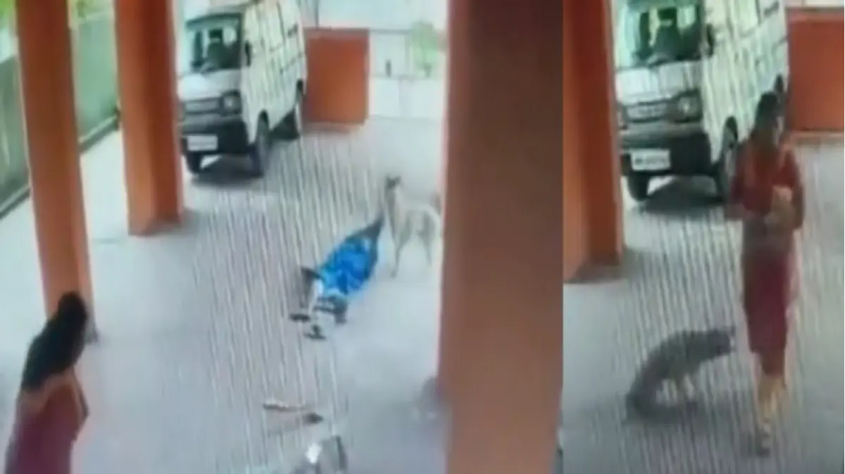 VIDEO | Stray Dog Attacked Elderly Woman, Dragged Her Into The Fields in Palghar, Video Goes Viral VIDEO | Stray Dog Attacked Elderly Woman, Dragged Her Into The Fields