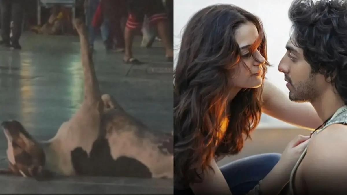 saiyaara movie side effect sad dog on road video viral ahaan panday aneet padda movie