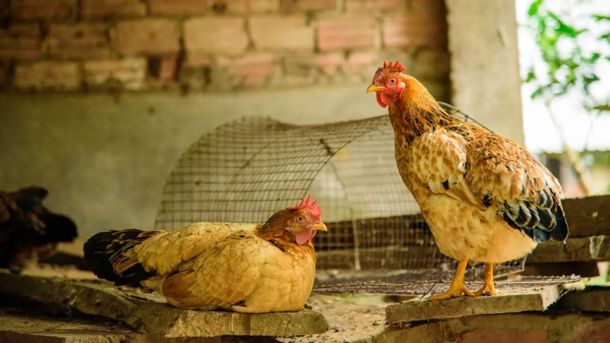 Salmonella Outbreak Linked To Backyard Poultry.