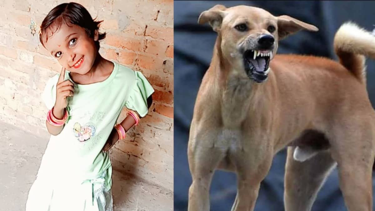 Sambhal stray dogs attack