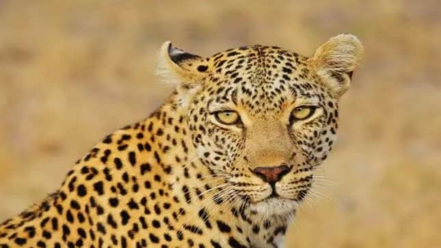 Sariska Tiger reserve