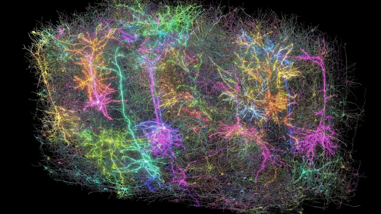 Scientists Map Mouse Brain That Looks Like a Galaxy