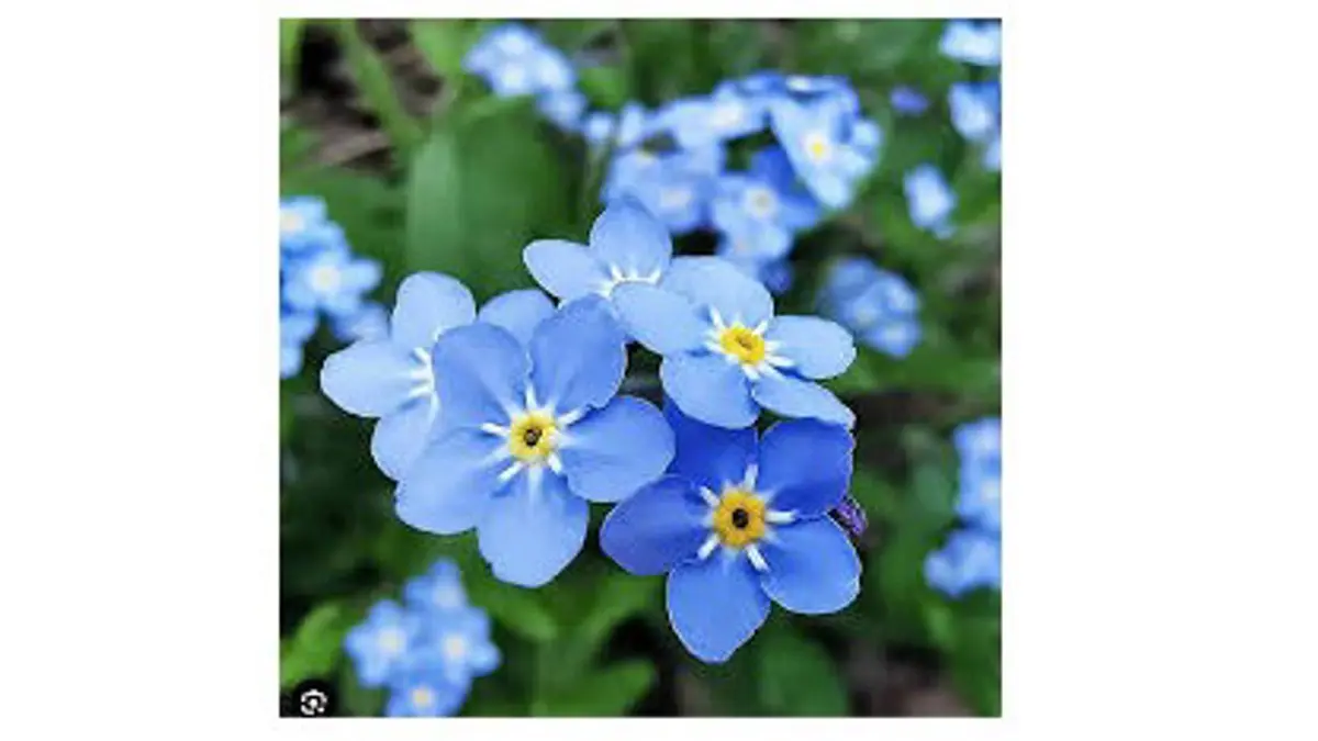 Scorpion Grass: An Ayurvedic Remedy For Pain, Paralysis, And Hemoglobin Support