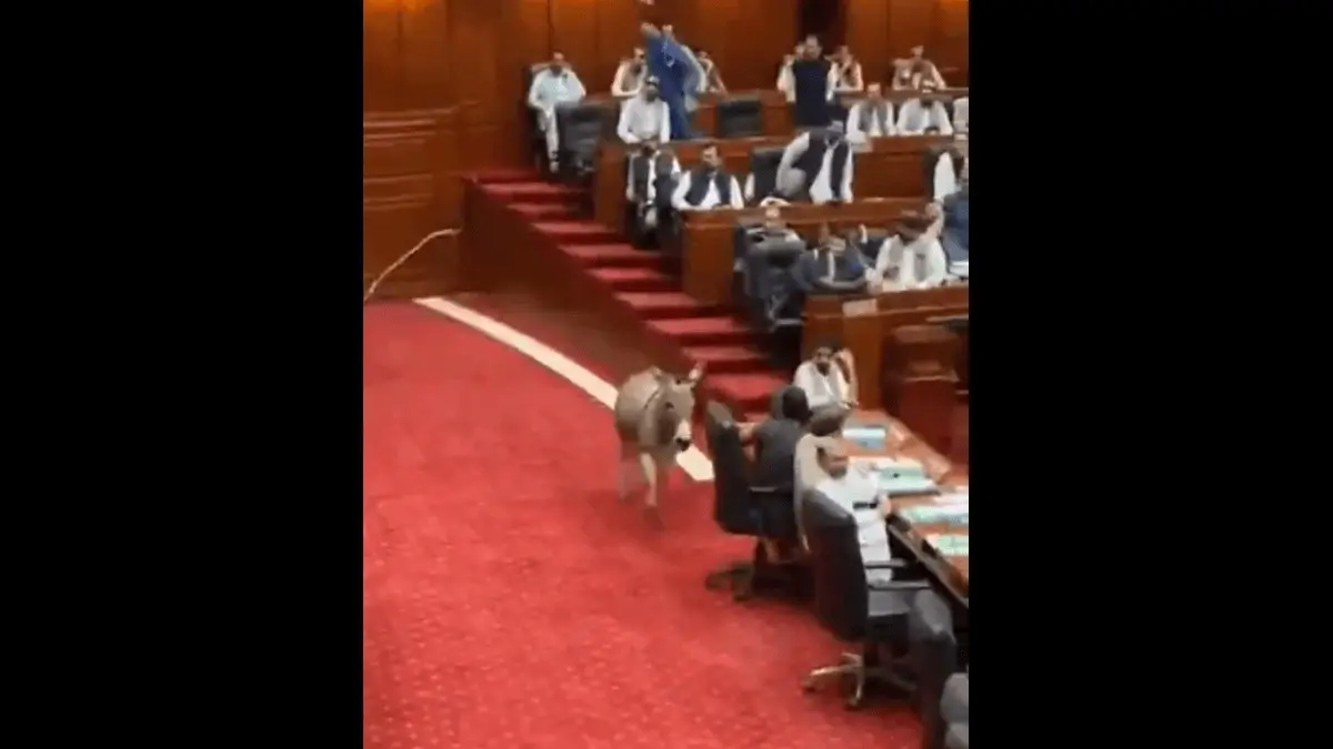 Screengrab of the viral video shows donkey entering Pakistan's Senate during live session.