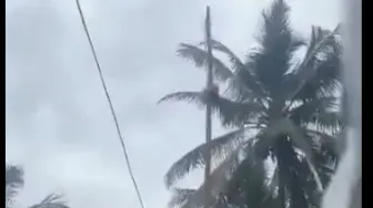 Bird Unfurls National Flag in Viral Video, Check What Actually Happened Bird Unfurls National Flag in Viral Video, Check What Actually Happened