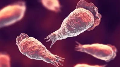 Brain-Eating Amoeba Spreads In Kerala: Causes, Symptoms, Risk Reduction Brain Eating Amoeba