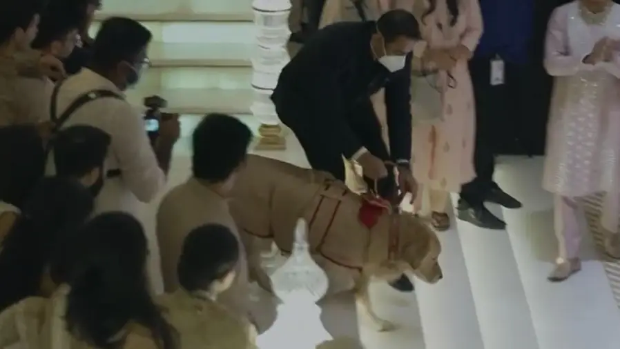 Description of the pic