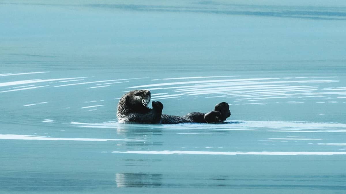 Sea Otter.