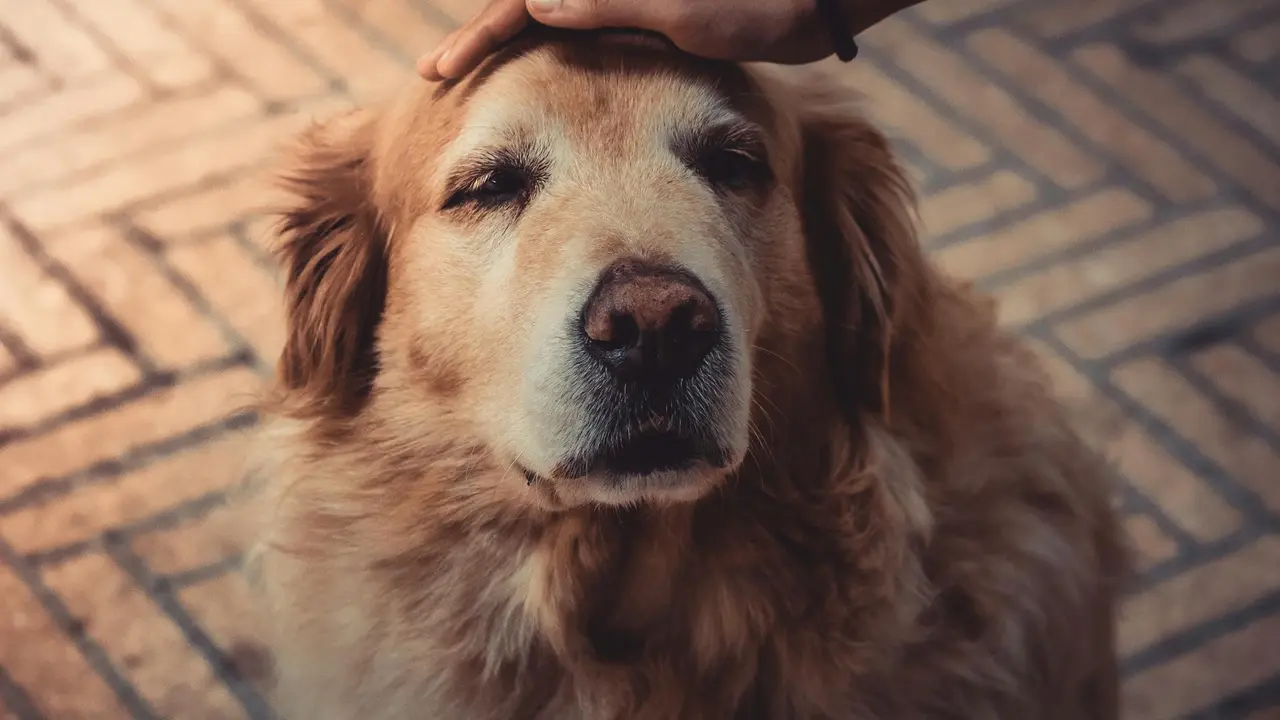 Keeping Senior Dog Happy And Healthy; Tips To Care Senior dog