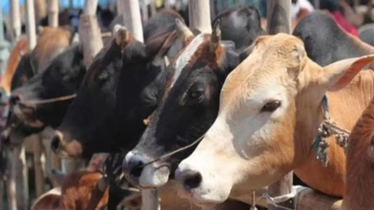 Cow Slaughter Ban Sparks Supreme Court Showdown; Tamil Nadu Says HC Overstepped Its Powers Cow Slaughter Ban Sparks Supreme Court Showdown; Tamil Nadu Says HC Overstepped Its Powers