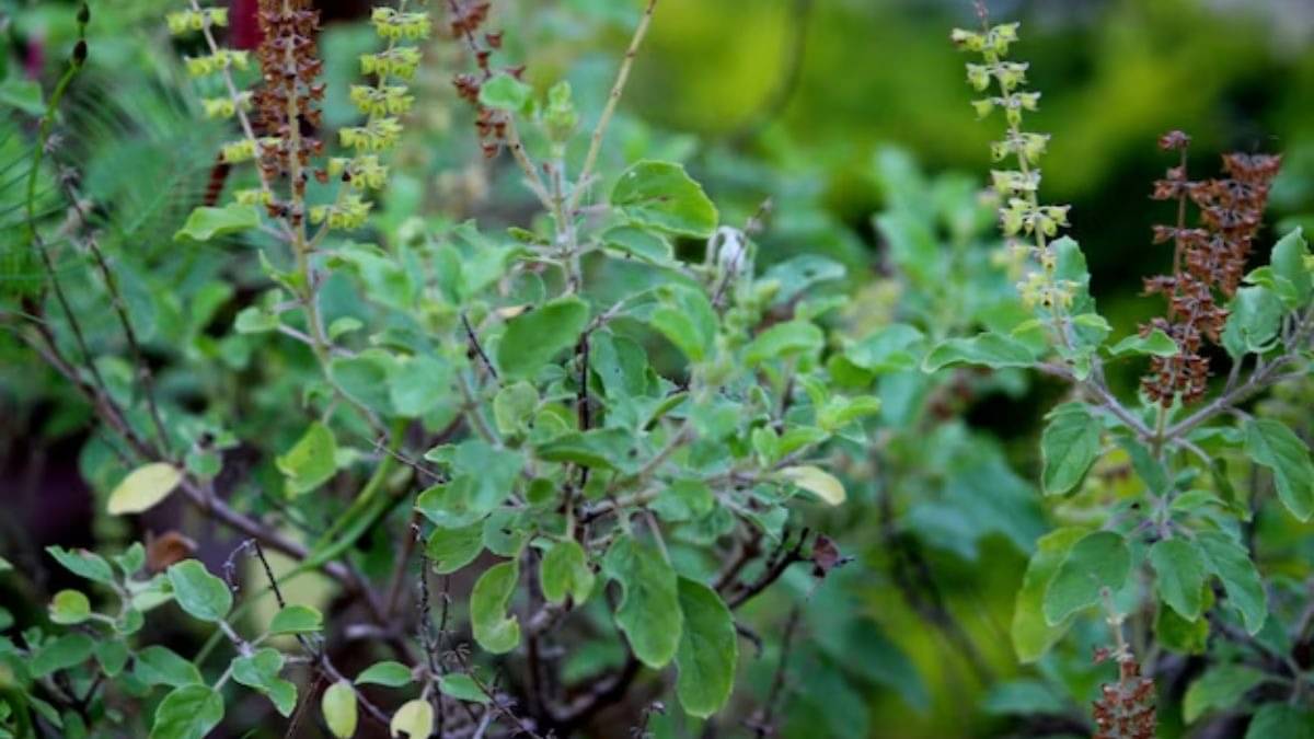 Description of the pic