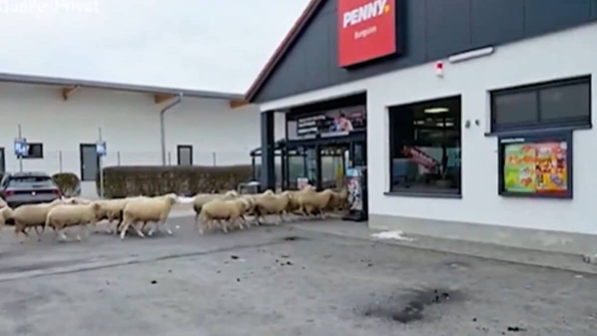 'Sheeplifting' Alert: 50 Sheep Barge into German Supermarket | WATCH 