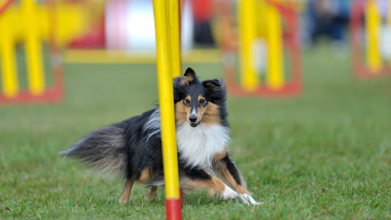 Shetland Sheepdog