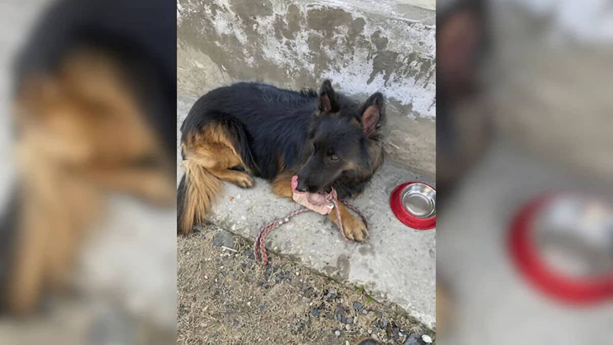 Shot, Bleeding, But Unstoppable: Army Dog ‘Tyson’ Forced Hiding Terrorists Into A Corner, Helped Kill 3 Jaish Terrorists In Kishtwar