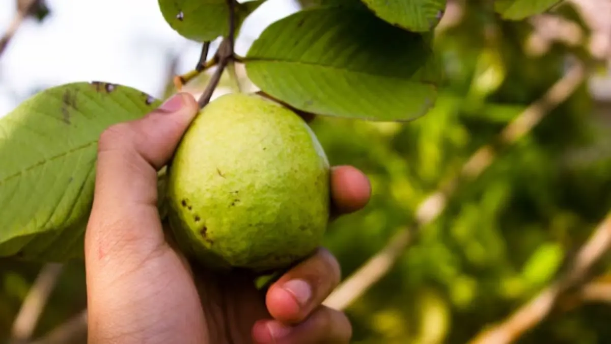 Benefits of Eating Guava