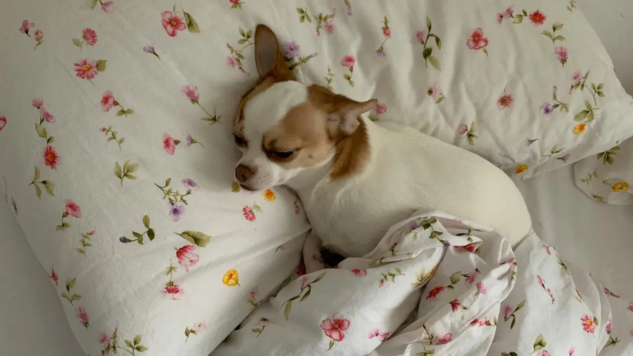 Is It Healthy To Sleep With Your Dog In Your Bed? Let’s Find Out… Sleeping with dog