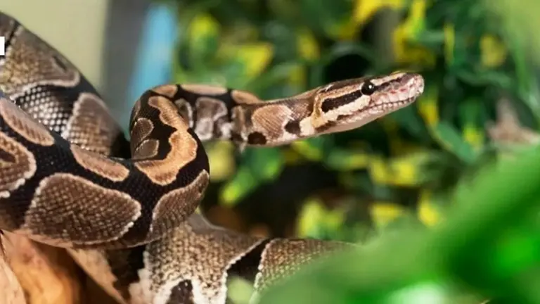 Snake: बारिश के मौसम में सांप के घर में घुसने का है डर? बस दरवाजे पर लगा दें एक पौधा, मिल जाएगा छुटकारा Snake