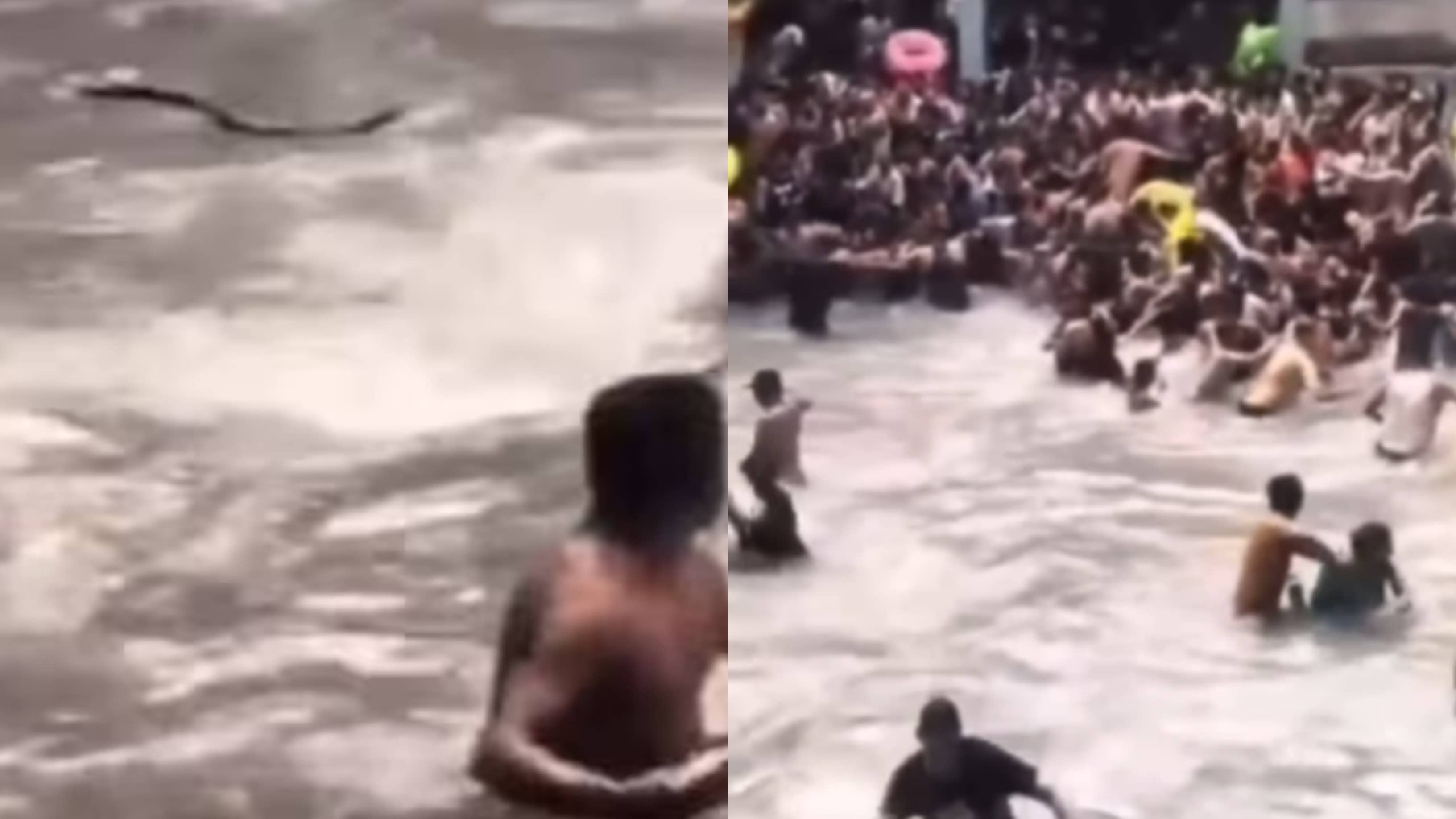 Snake at Mussoorie’s Kempty Falls, Viral Video